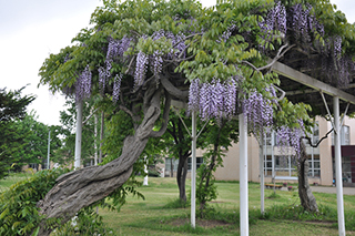 夏の校舎前のふじの花